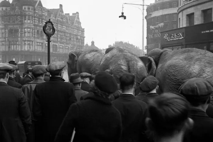 Framed Print : Elephants in Central London publicise circus Framed Print : Elephants in Central London publicise circus