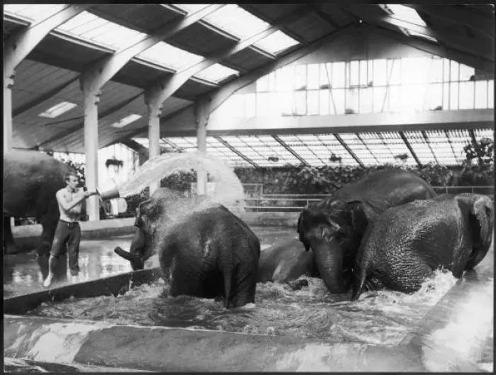 Framed Print : Elephants at Chester Framed Print : Elephants at Chester