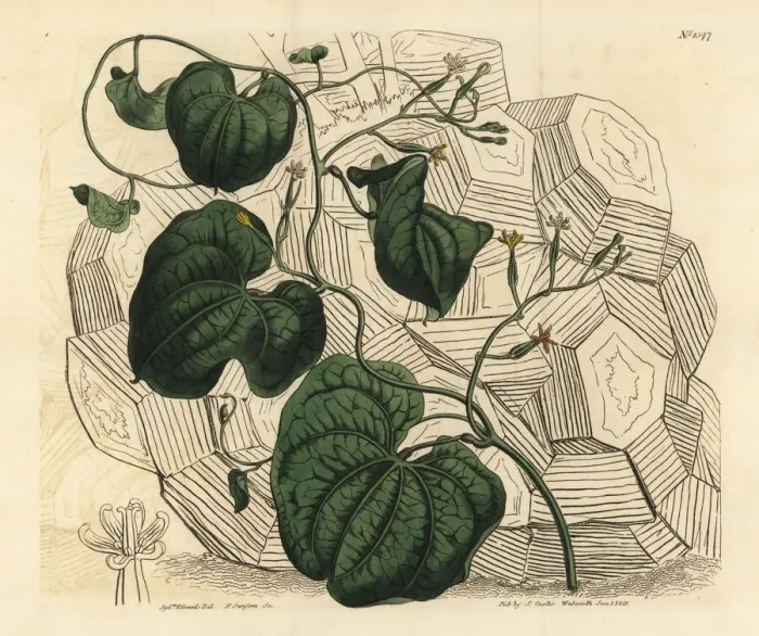 Framed Print : Elephants foot, Dioscorea elephantipes Framed Print : Elephants foot, Dioscorea elephantipes