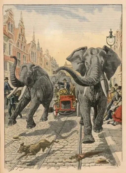 Framed Print : Elephants at Hamburg Framed Print : Elephants at Hamburg