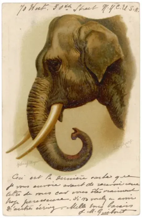 Framed Print : ELEPHANTs HEAD 1904 Framed Print : ELEPHANTs HEAD 1904