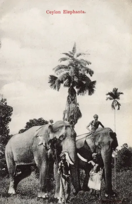 Framed Print : Elephants and their keepers, Ceylon (Sri Lanka) Framed Print : Elephants and their keepers, Ceylon (Sri Lanka)