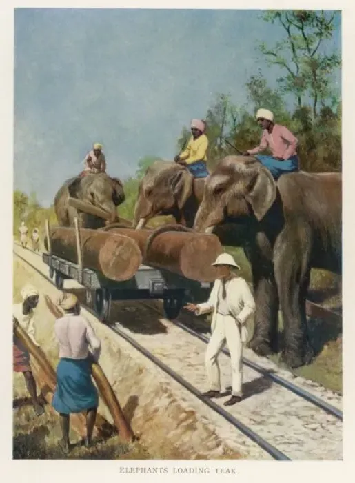 Framed Print : Elephants Loading Teak Framed Print : Elephants Loading Teak