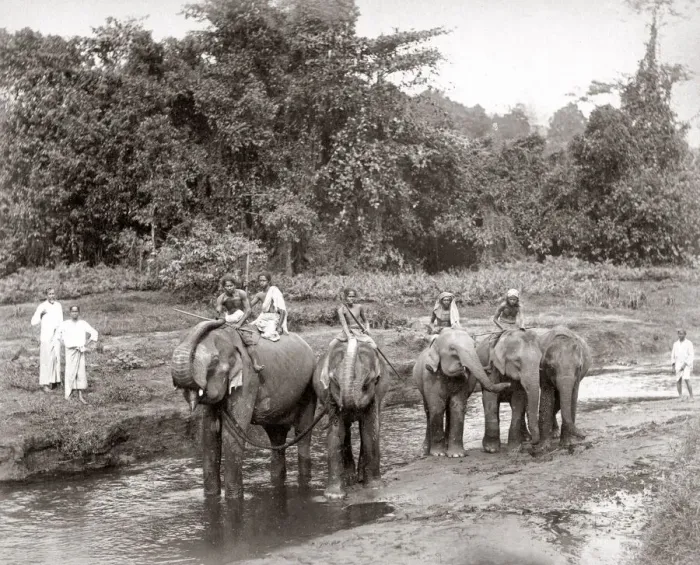 Framed Print : Elephants and mahouts, India or Ceylon (Sri Lanka) c. 1880 s Framed Print : Elephants and mahouts, India or Ceylon (Sri Lanka) c. 1880 s