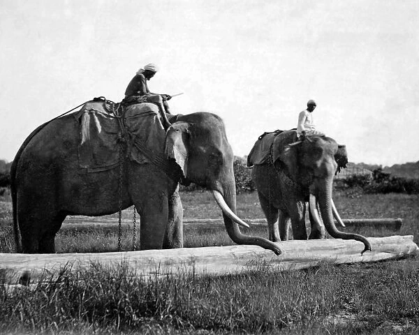 Elephants moving timber, India