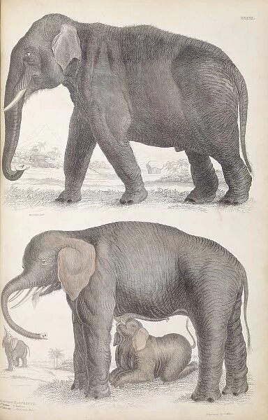 Elephas maximus, Asian elephant & Loxodonta africana, Africa