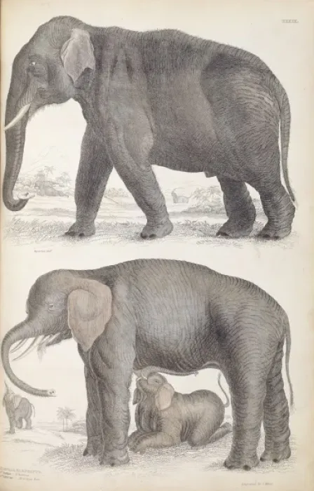 Framed Print : Elephas maximus, Asian elephant & Loxodonta africana, Africa Framed Print : Elephas maximus, Asian elephant & Loxodonta africana, Africa