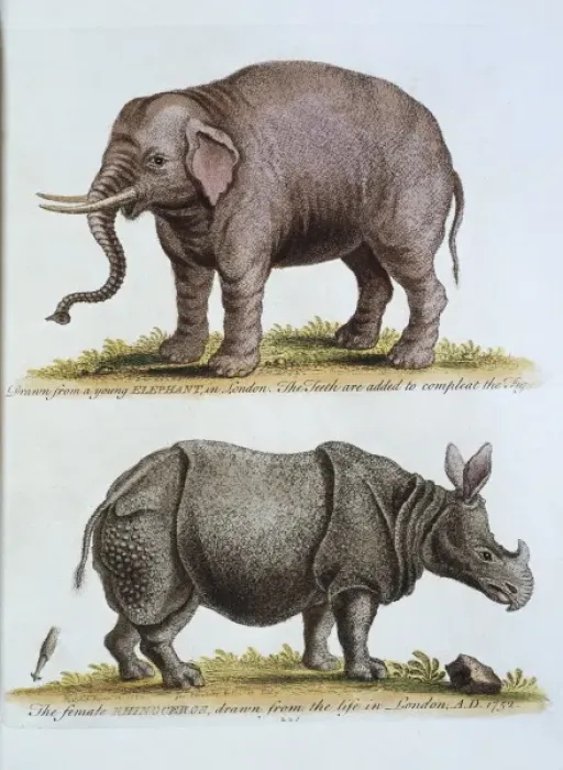 Framed Print : Elephas maximus, Asian elephant & rhinoceros Framed Print : Elephas maximus, Asian elephant & rhinoceros