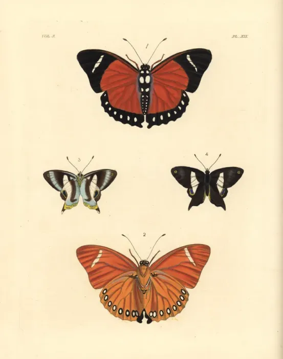 Framed Print : Eleus orange forester and Neaves banded judy butterfly Framed Print : Eleus orange forester and Neaves banded judy butterfly