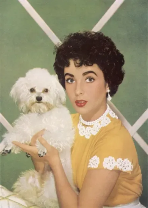 Framed Print : Elizabeth Taylor Framed Print : Elizabeth Taylor