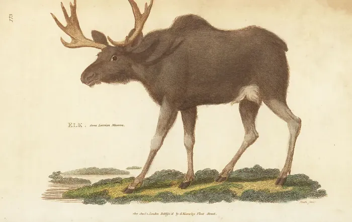 Framed Print : Elk, Alces alces, specimen in the Leverian Museum Framed Print : Elk, Alces alces, specimen in the Leverian Museum