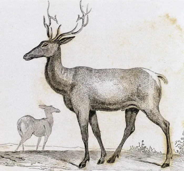 Framed Print : Elk. Artiodactyl mammal deer Framed Print : Elk. Artiodactyl mammal deer