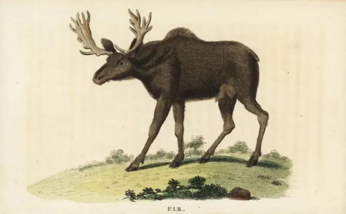 Framed Print : Elk, Cervus canadensis Framed Print : Elk, Cervus canadensis