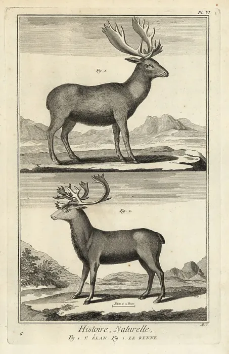 Framed Print : Elk and reindeer Framed Print : Elk and reindeer