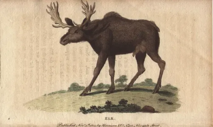 Framed Print : Elk or wapiti, Cervus canadensis Framed Print : Elk or wapiti, Cervus canadensis