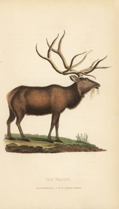 Framed Print : Elk or wapiti, Cervus canadensis (Cervus strongyloceros) Framed Print : Elk or wapiti, Cervus canadensis (Cervus strongyloceros)