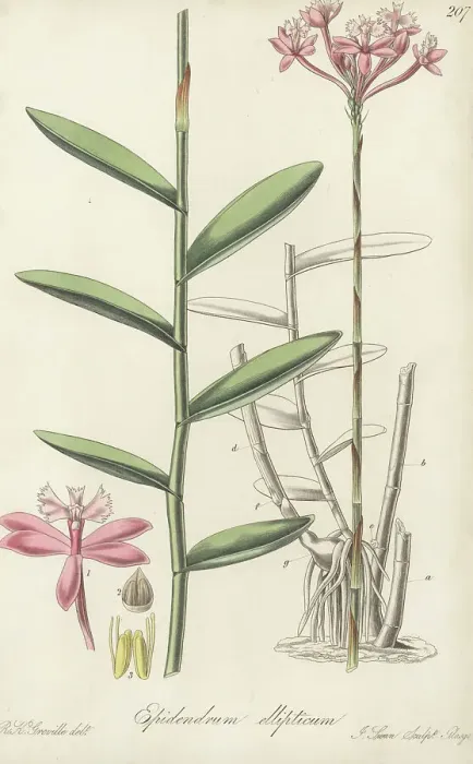 Framed Print : Elliptical-leaved epidendrum orchid, Epidendrum ellipticum Framed Print : Elliptical-leaved epidendrum orchid, Epidendrum ellipticum