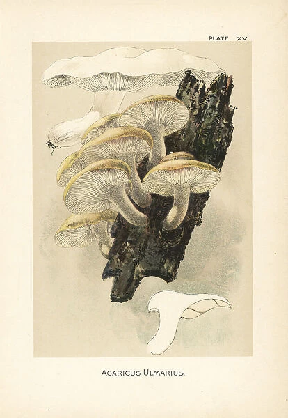 Elm oyster mushroom, Hypsizygus ulmarius