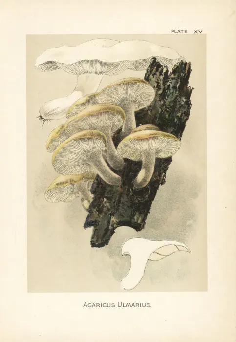 Framed Print : Elm oyster mushroom, Hypsizygus ulmarius Framed Print : Elm oyster mushroom, Hypsizygus ulmarius