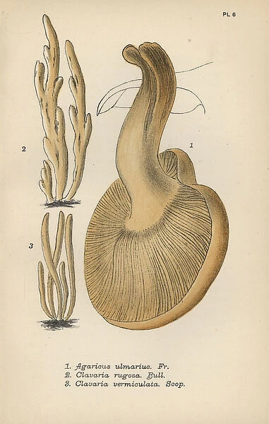 Elm sidefoot, Agaricus ulmarius 1, furrowed
