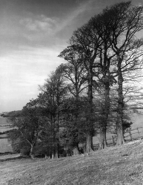 ELM TREES. A study of elm trees, set on the slopes of Glasthorpe Hill