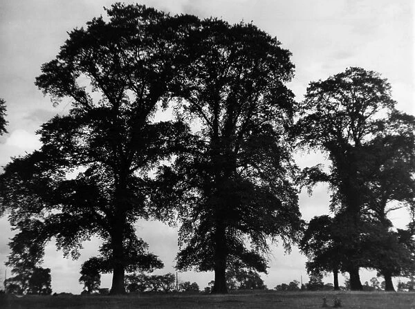 ELM TREES. Elm trees. Date: 1939