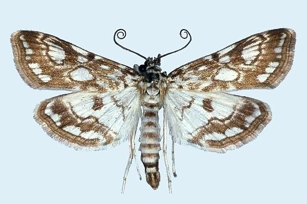 Elophita nymphaeata