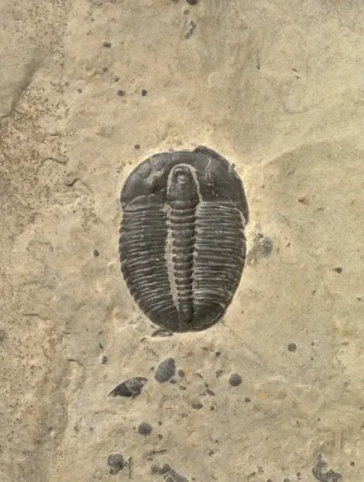 Framed Print : Elrathia kingii, trilobites Framed Print : Elrathia kingii, trilobites