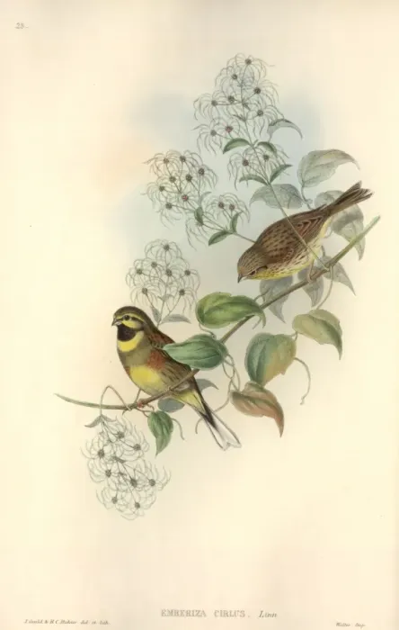 Framed Print : Emberiza cirlus, cirl bunting Framed Print : Emberiza cirlus, cirl bunting