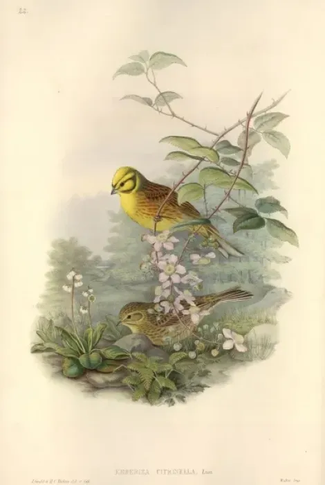 Framed Print : Emberiza citrinella, yellowhammer Framed Print : Emberiza citrinella, yellowhammer