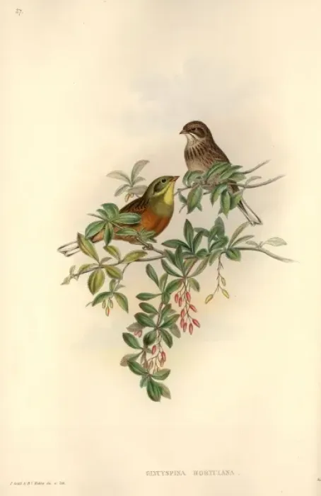 Framed Print : Emberiza hortulana, ortolan bunting Framed Print : Emberiza hortulana, ortolan bunting