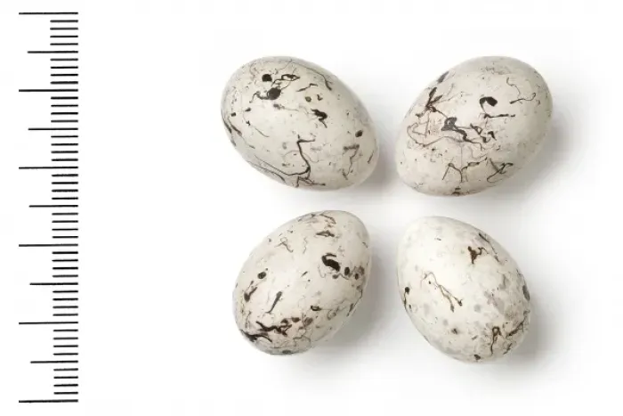 Framed Print : Emberiza leucocephalos, pine bunting eggs