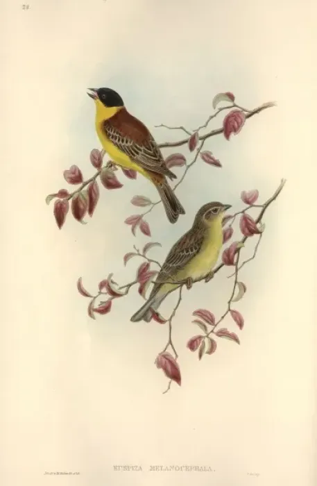 Framed Print : Emberiza melanocephala, black-headed bunting Framed Print : Emberiza melanocephala, black-headed bunting