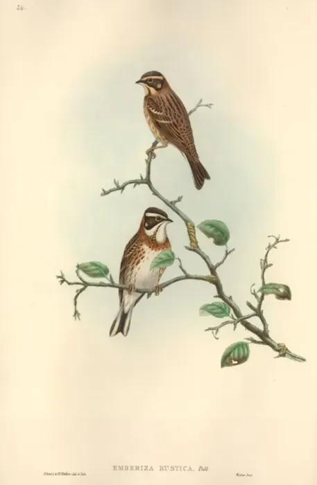 Framed Print : Emberiza rustica, rustic bunting Framed Print : Emberiza rustica, rustic bunting
