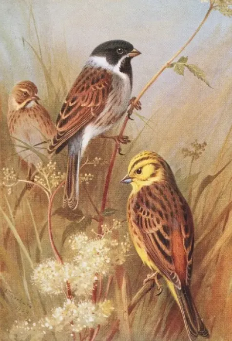 Framed Print : Emberiza schoeniclus, reed bunting, Emberiza citrinella, yel Framed Print : Emberiza schoeniclus, reed bunting, Emberiza citrinella, yel