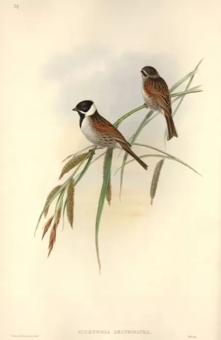 Framed Print : Emberiza schoeniclus, reed bunting Framed Print : Emberiza schoeniclus, reed bunting