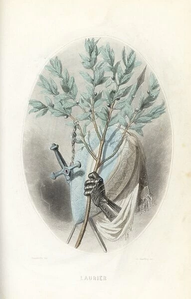 Emblematic illustration of the laurel, Laurus nobilis