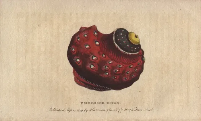 Framed Print : Embossed horn shell, Globosa or Tun Framed Print : Embossed horn shell, Globosa or Tun