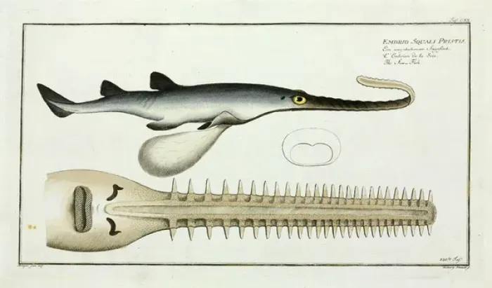 Framed Print : Embrio squali pristis or The Saw fish Framed Print : Embrio squali pristis or The Saw fish