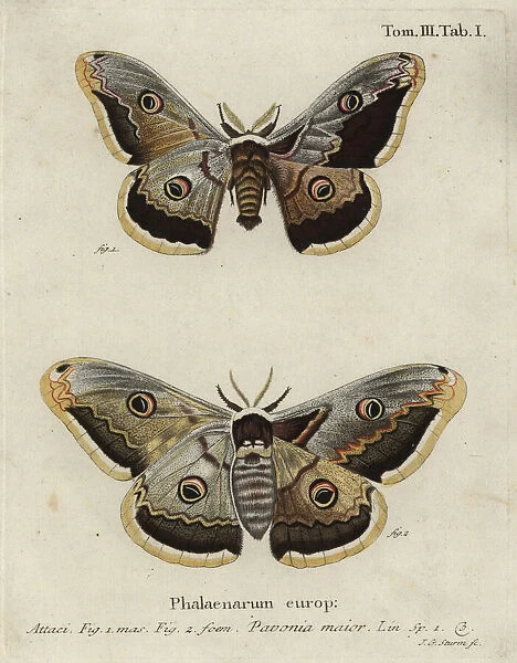 Emperor moth, Saturnia pavonia