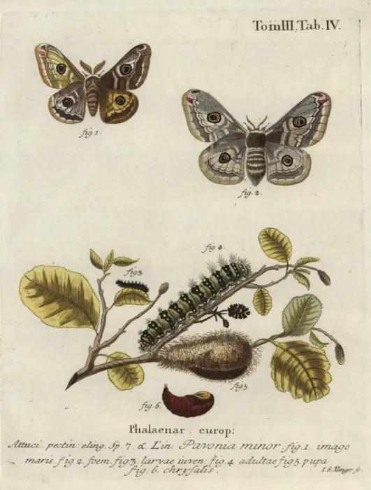 Framed Print : Emperor moth, Saturnia pavonia Framed Print : Emperor moth, Saturnia pavonia
