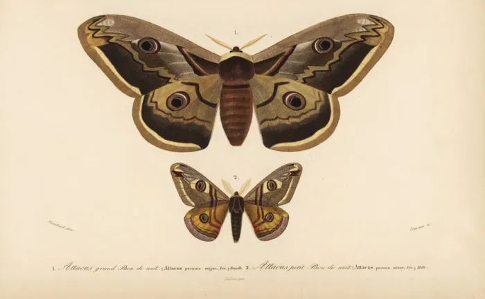 Framed Print : Emperor moths Framed Print : Emperor moths
