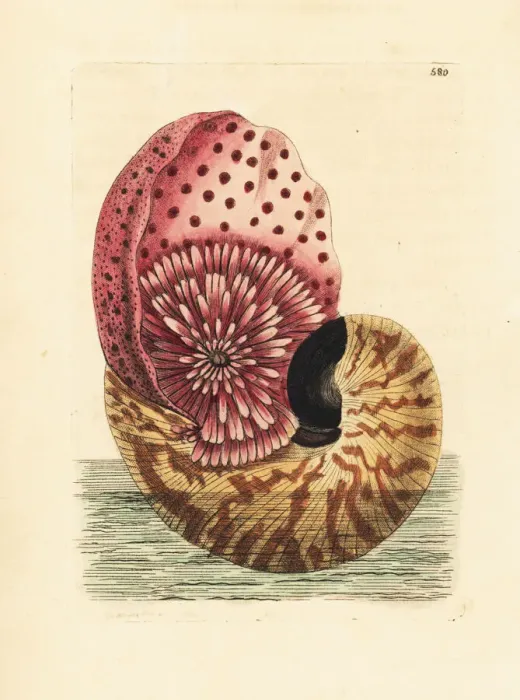 Framed Print : Emperor nautilus cephalopod in its shell Framed Print : Emperor nautilus cephalopod in its shell