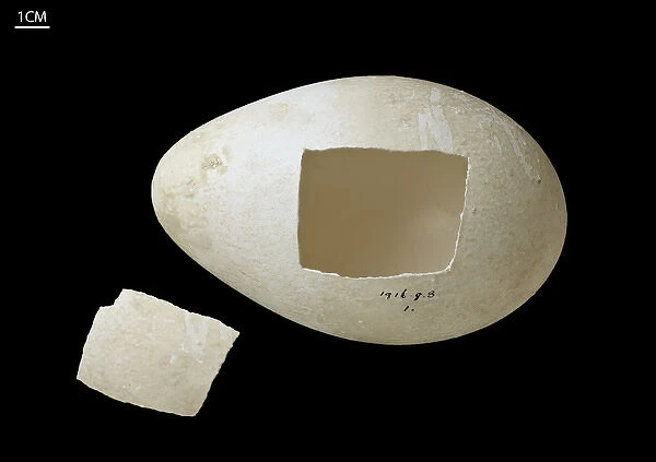Emperor penguin egg