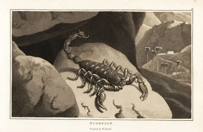 Framed Print : Emperor scorpion in a mountainous African landscape Framed Print : Emperor scorpion in a mountainous African landscape