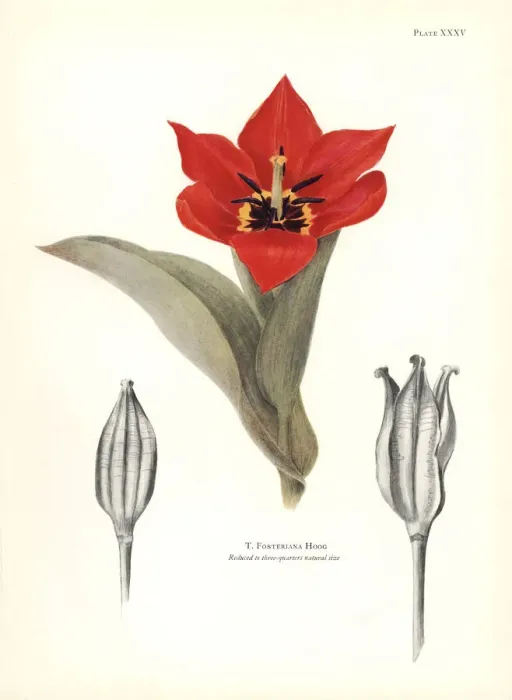 Framed Print : Emperor tulip, Tulipa fosteriana Framed Print : Emperor tulip, Tulipa fosteriana