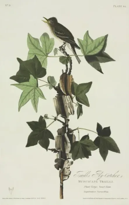 Framed Print : Empidonax traillii, willow flycatcher Framed Print : Empidonax traillii, willow flycatcher