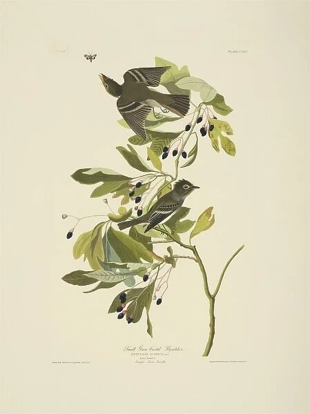 Empidonax virescens, acadian flycatcher