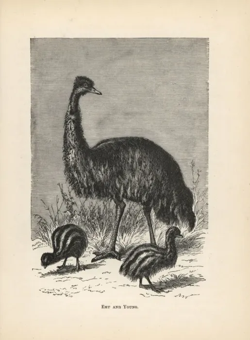 Framed Print : Emu and young, Dromaius novaehollandiae Framed Print : Emu and young, Dromaius novaehollandiae