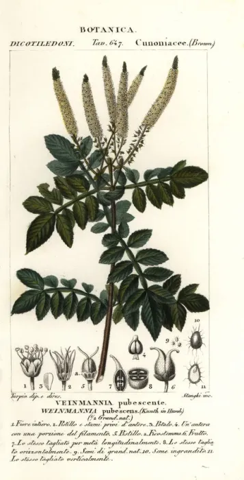 Framed Print : Encenillo, Weinmannia pubescens Framed Print : Encenillo, Weinmannia pubescens